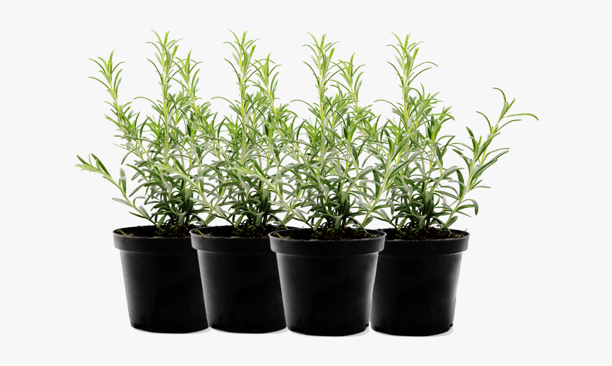 Outdoor Pot Plants Png, Transparent Png, Free Download
