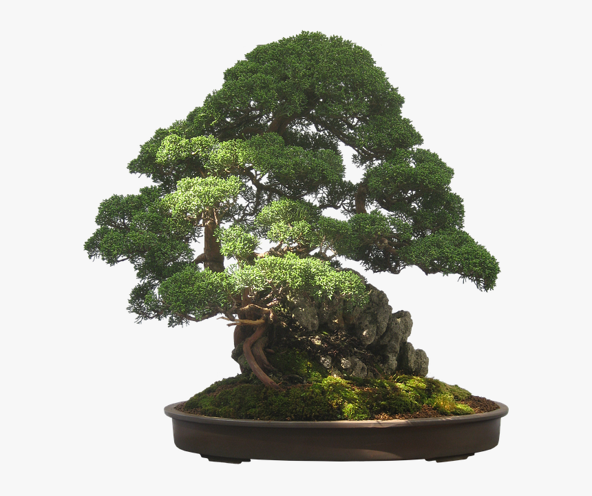 Bonsai, Tree, Plant, Potted Plant, Small, Tiny - Bonsai Tree Transparent Background, HD Png Download, Free Download