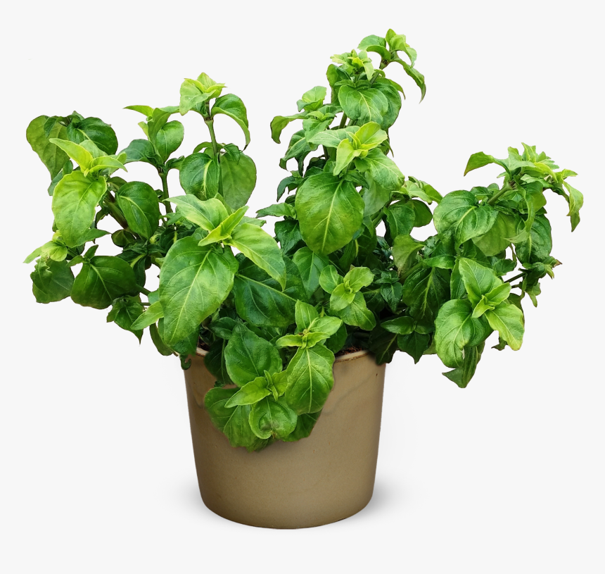 Potted Plant Png, Transparent Png, Free Download