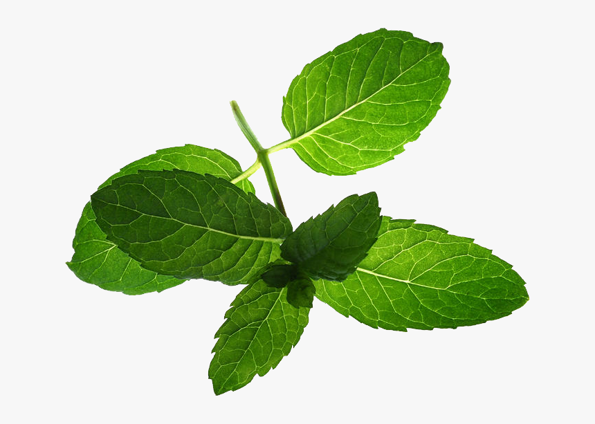 Pepermint Png - Mentha Spicata Leaves, Transparent Png, Free Download