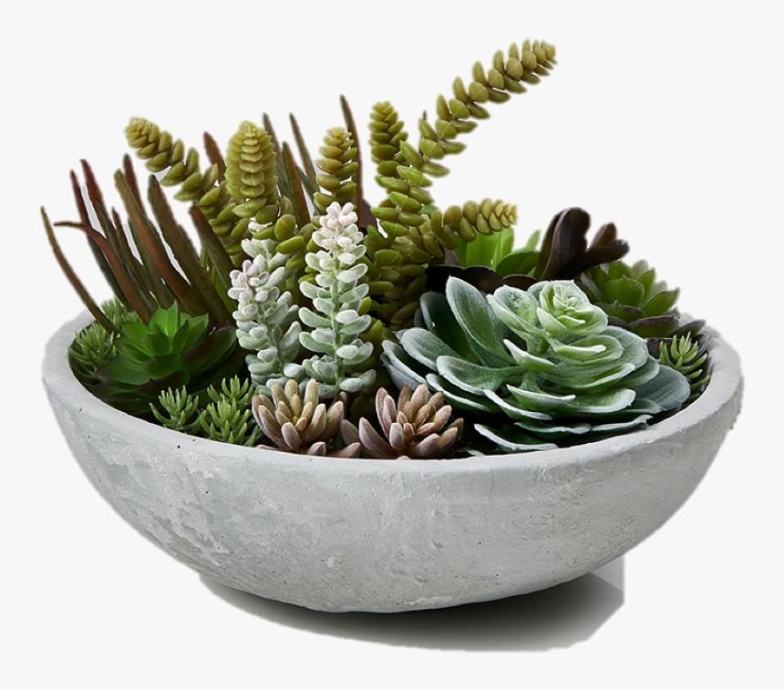 Mini Succulent Garden, HD Png Download, Free Download