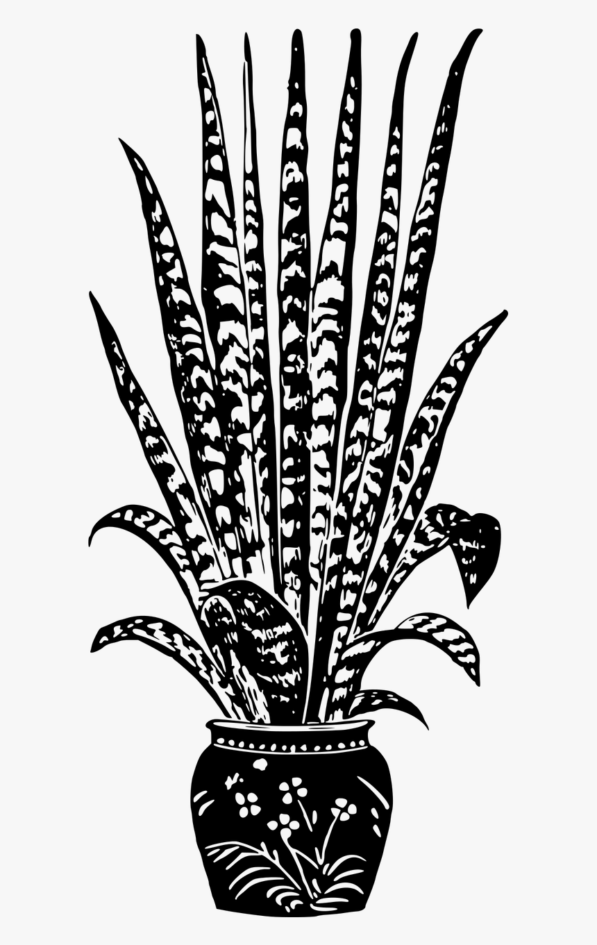 Potted Plant - Houseplant Plant Black And White Clipart, HD Png Download, Free Download