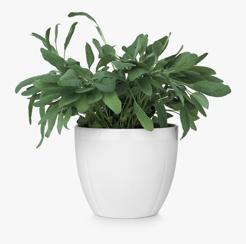 Gc Flowerpot Oe14 5 Cm White Grand Cru - Plants In Pot Png, Transparent Png, Free Download