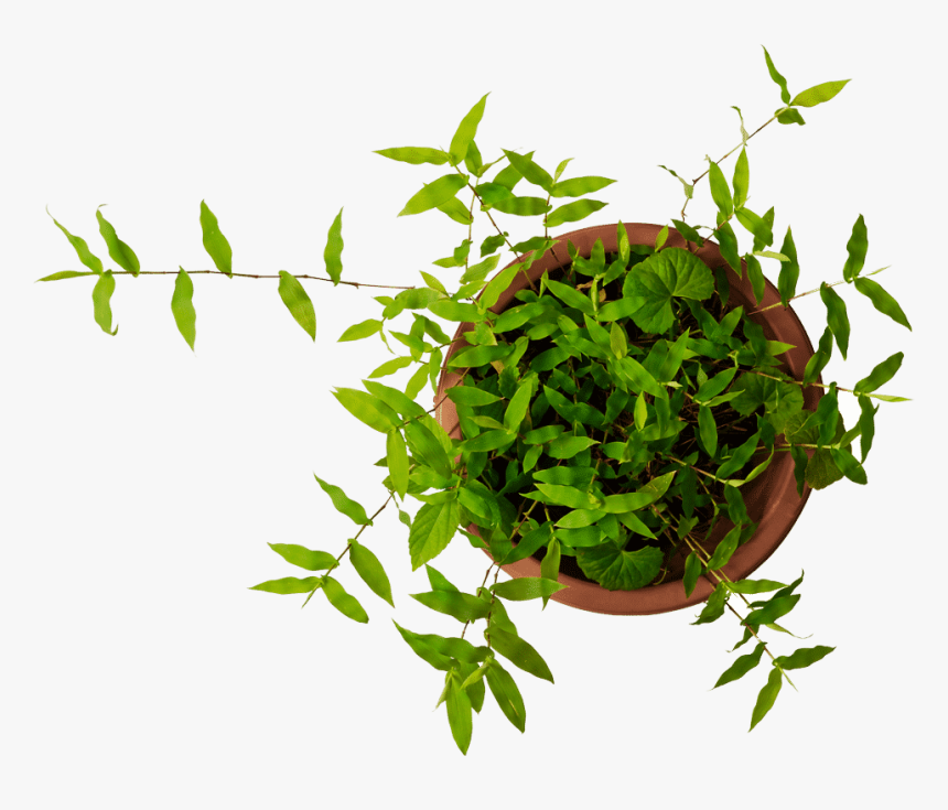 Call To Action Image - Plants In Pot Top View Png, Transparent Png, Free Download