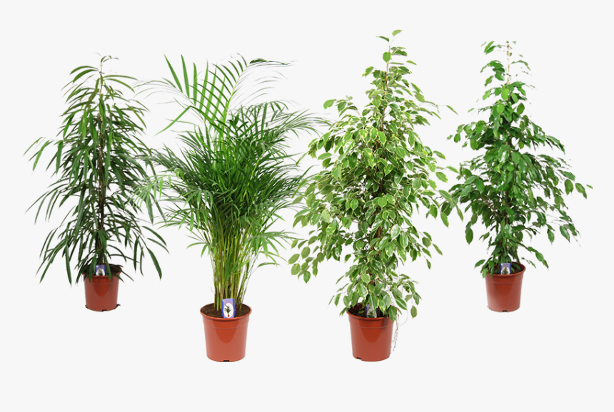 Potplanten En Kamerplanten - Houseplant, HD Png Download, Free Download