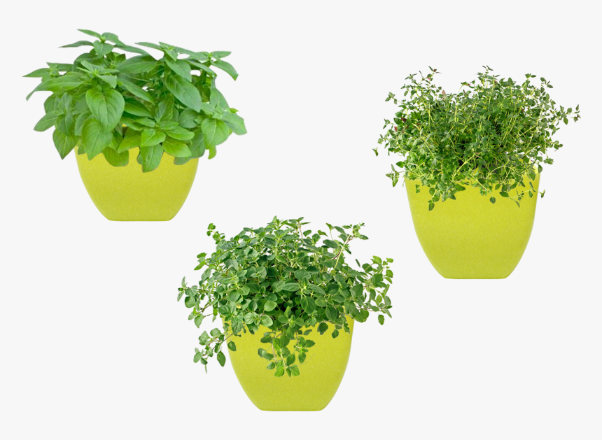 Oregano, HD Png Download, Free Download