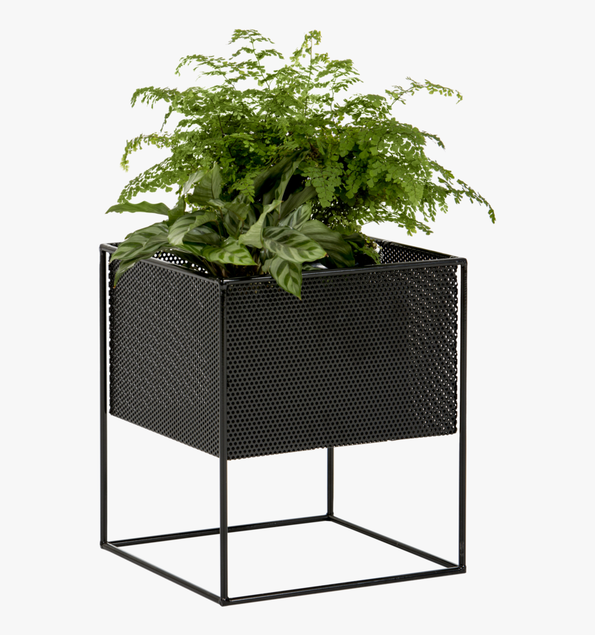 Outdoor Plants, Potted Plants, Indoor Outdoor, Outdoor - Planter Box Png, Transparent Png, Free Download