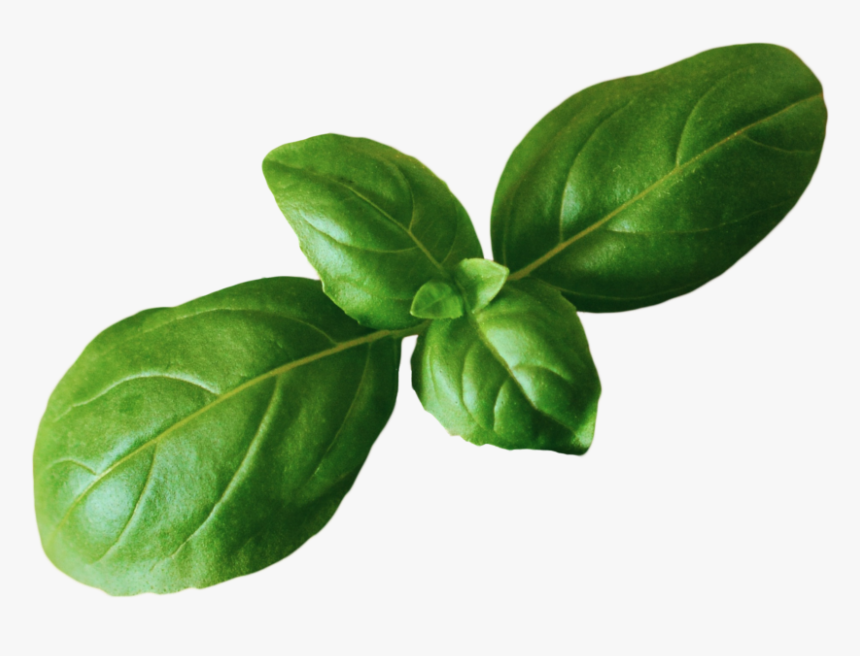 Transparent Basil Png, Png Download, Free Download