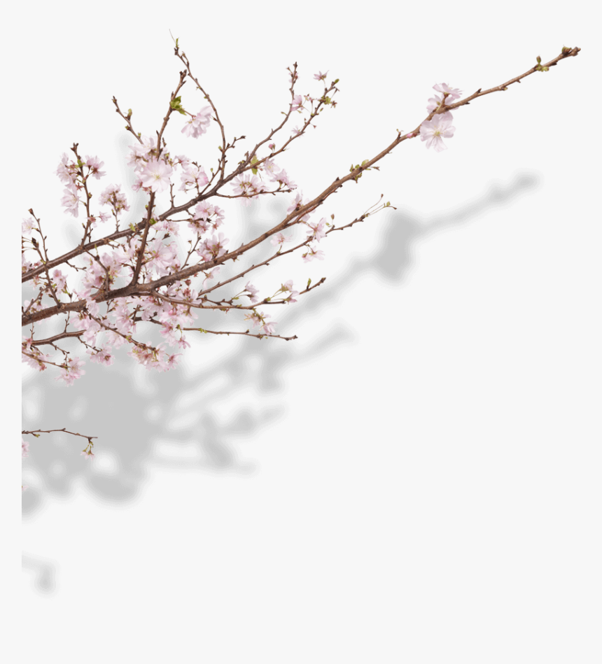 Transparent Sakura Tree Png - Cherry Blossom, Png Download, Free Download