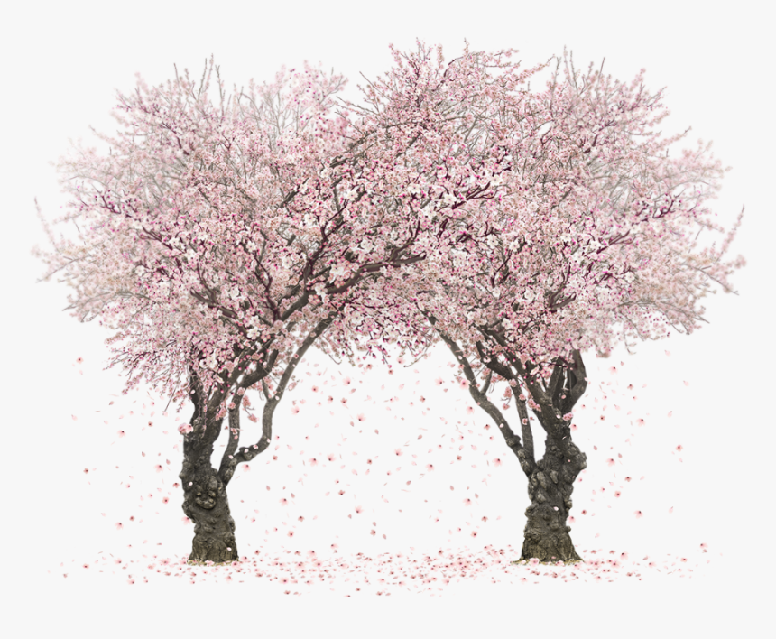 #sakura #tree #twintree #two #pink - Cherry Blossom Tree Png, Transparent Png, Free Download