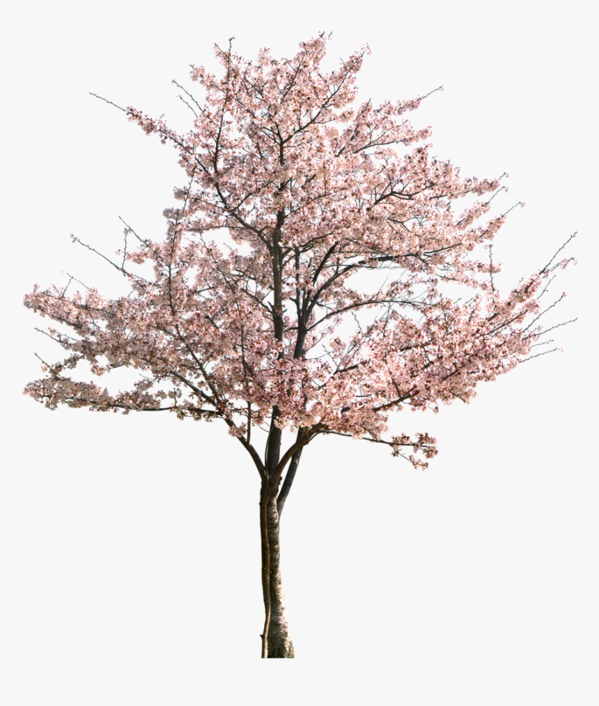 Clip Art Apricot Tree In Bloom - Plum Blossom Tree Png, Transparent Png, Free Download