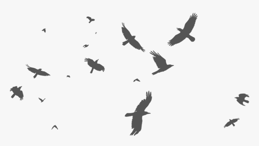 Transparent Flock Of Birds Png - Flock Of Crow Silhouette, Png Download, Free Download