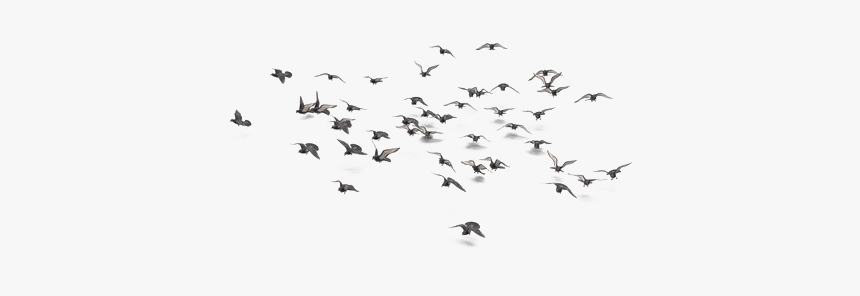 Flock, HD Png Download, Free Download