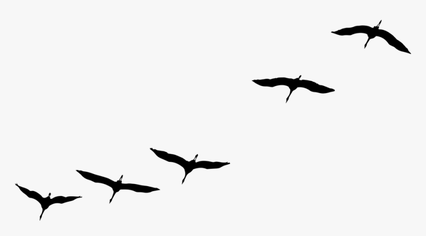 Crane Bird Flying, Flock Of Birds, Bird, Sky, Flock - Oiseaux Migrateurs En Vol, HD Png Download, Free Download