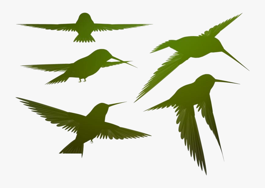 Colorful Bird Png Transparent Images - Bird, Png Download, Free Download