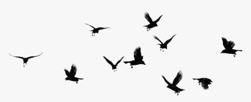 #ftestickers #birds #silhouette #flock #bird #animal - Flock Of Black Birds Silhouette Png, Transparent Png, Free Download