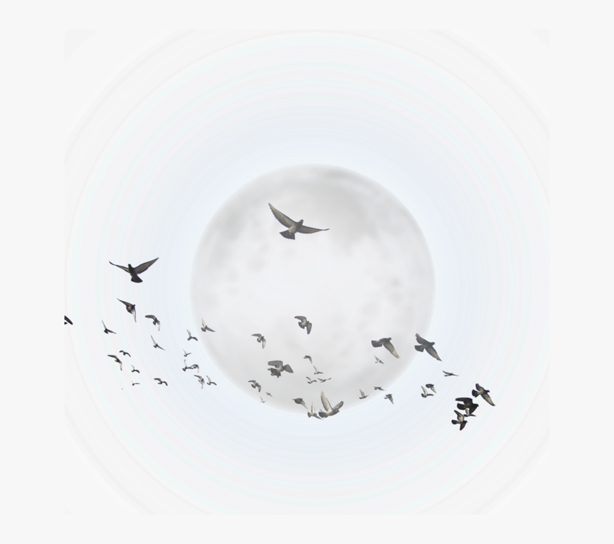Transparent Sun And Clouds Clipart - Bird Migration, HD Png Download, Free Download
