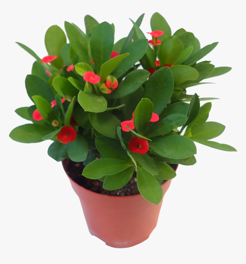 Flowerpot, HD Png Download, Free Download