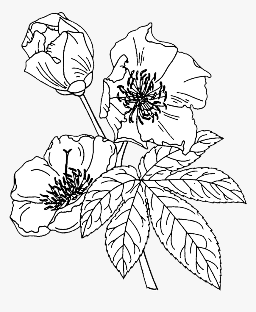 Crafting With Jack Flower Outline, Floral Drawing, - Flower Drawing Outline Png, Transparent Png, Free Download