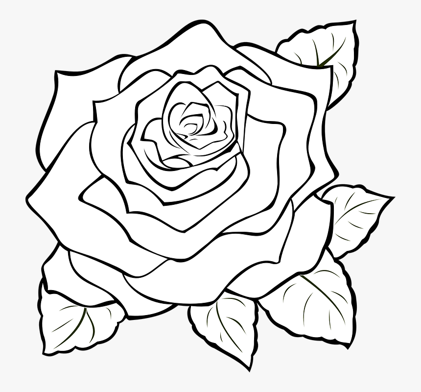 Transparent Rose Outline Png, Png Download, Free Download