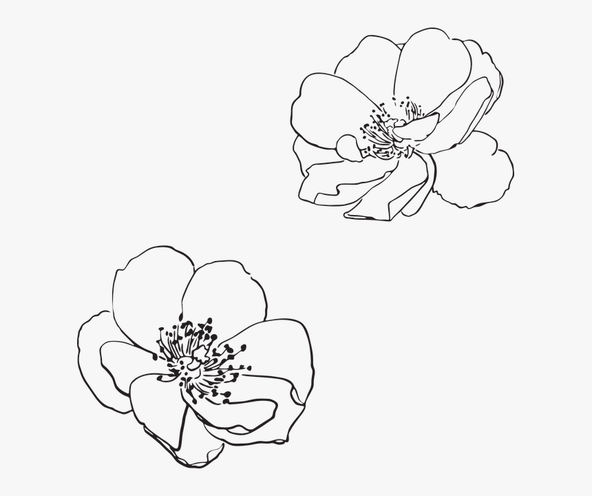 Transparent Apple Blossom Png - Flower Outline Vector Png, Png Download, Free Download