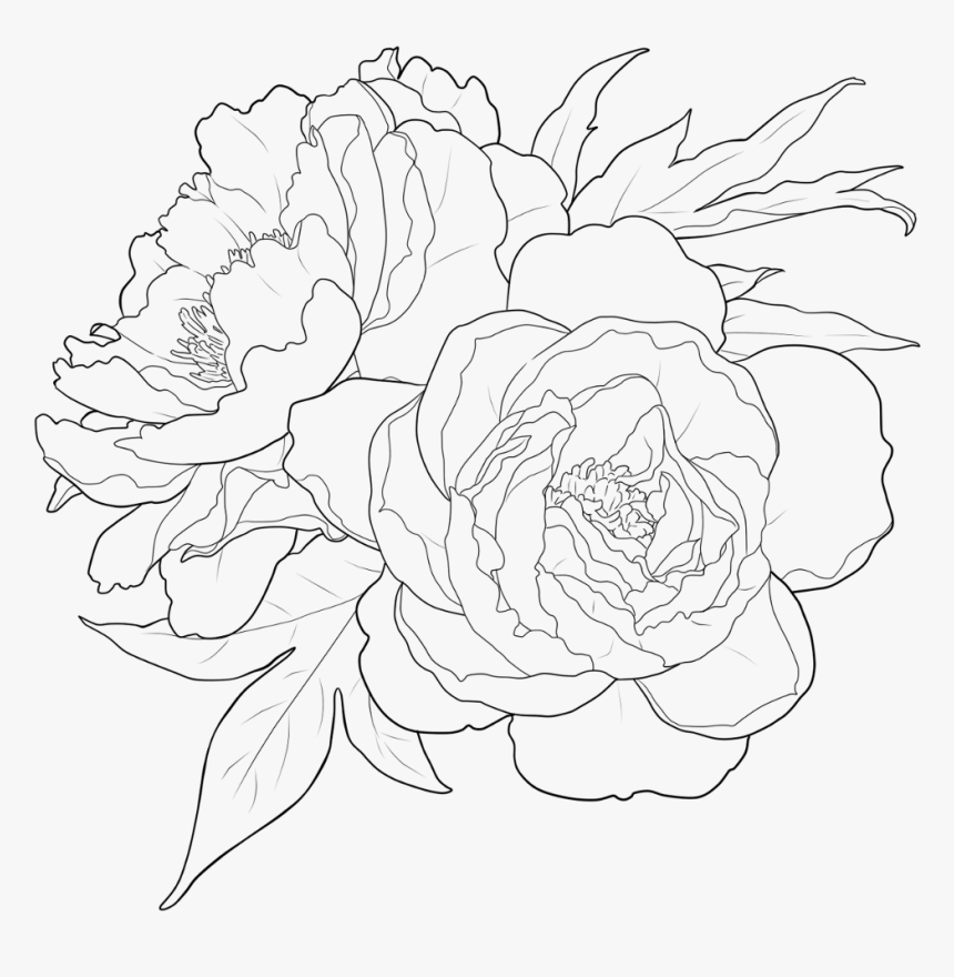 #flower #outline #floralwrap #draw #drawing #freetoedit - White Flower Outline Transparent, HD Png Download, Free Download