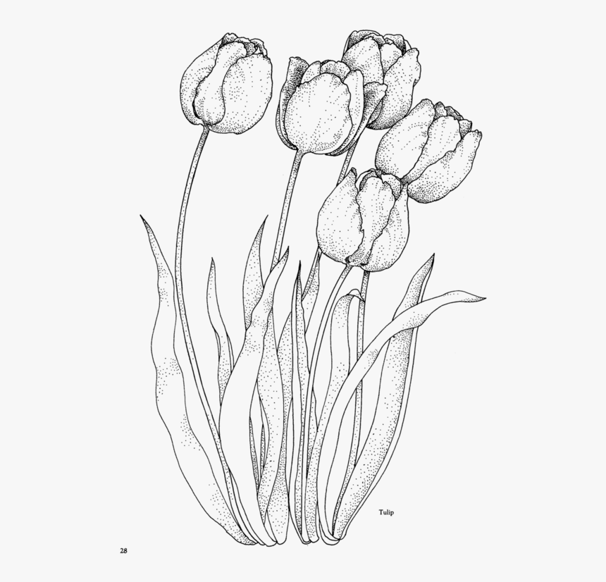Download Picture Library Stock Flower Png Draw Embroidery And - Realistic Tulip Coloring Pages ...