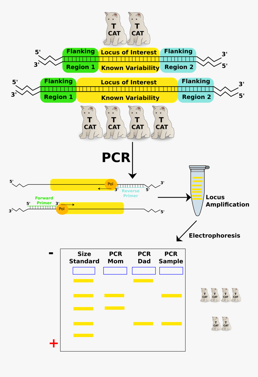 Th01pcr - Th01 Locus, HD Png Download, Free Download