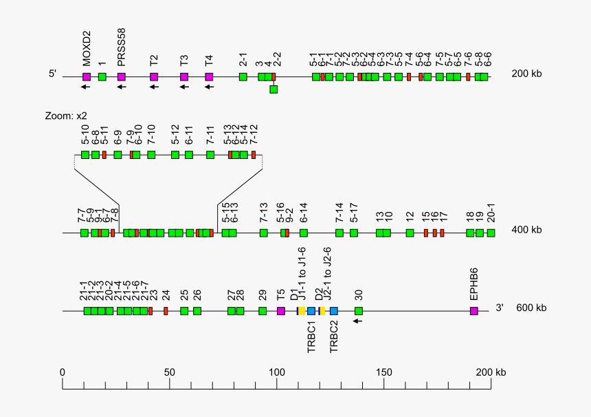 Diagram, HD Png Download, Free Download