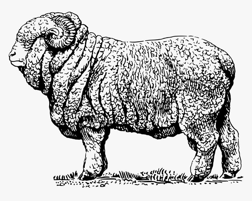 Merino Ram 2 Clip Arts - Merino Sheep Black And White, HD Png Download, Free Download