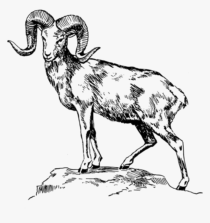 Ram Animal Png - Mountain Goat Clip Art, Transparent Png, Free Download