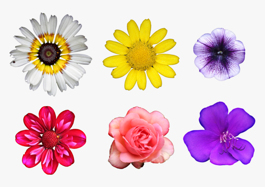 Real Flowers Png - Patterns On Real Flowers, Transparent Png, Free Download