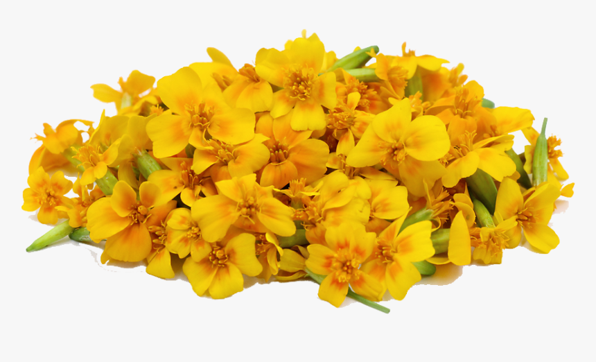 Yellow Flower Png Hd, Transparent Png, Free Download
