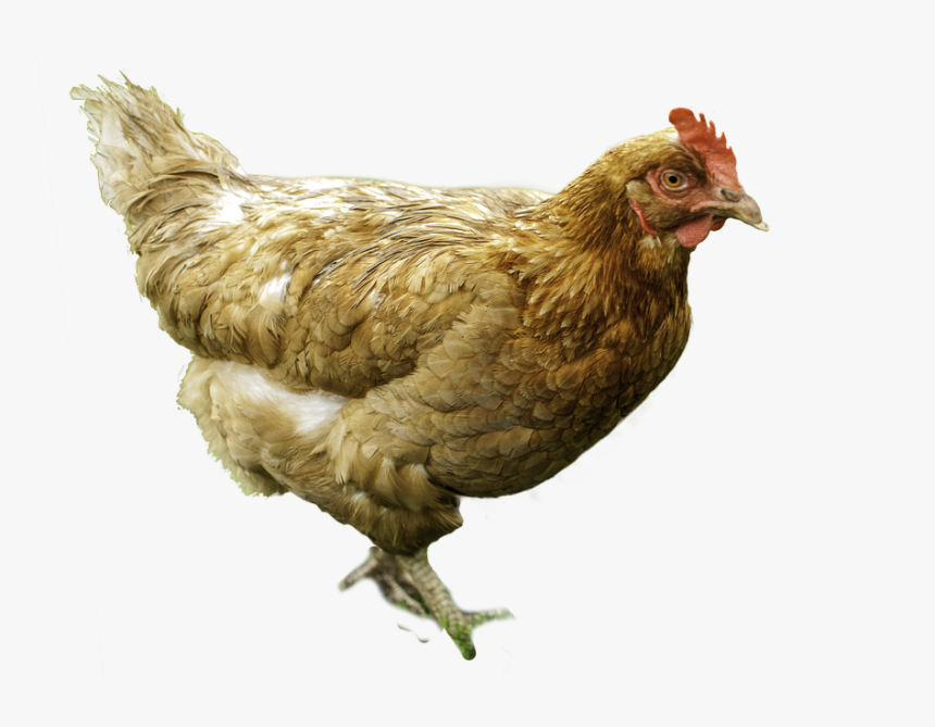 5 Sentences About Hen In Hindi, HD Png Download, Free Download