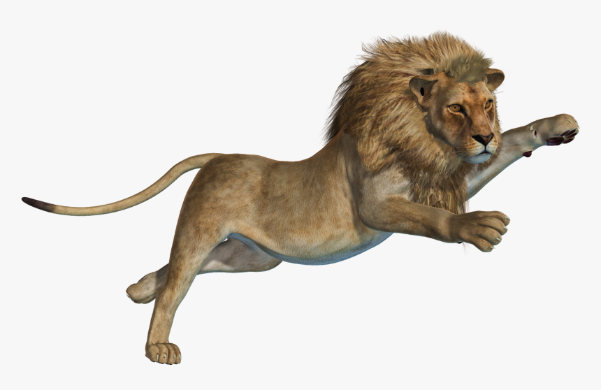 Lion Png Hd, Transparent Png, Free Download