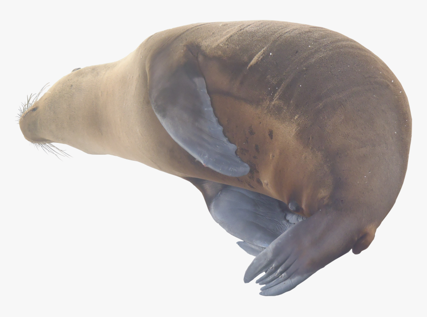 Sea Lion Png Texture - Harbor Seal, Transparent Png, Free Download