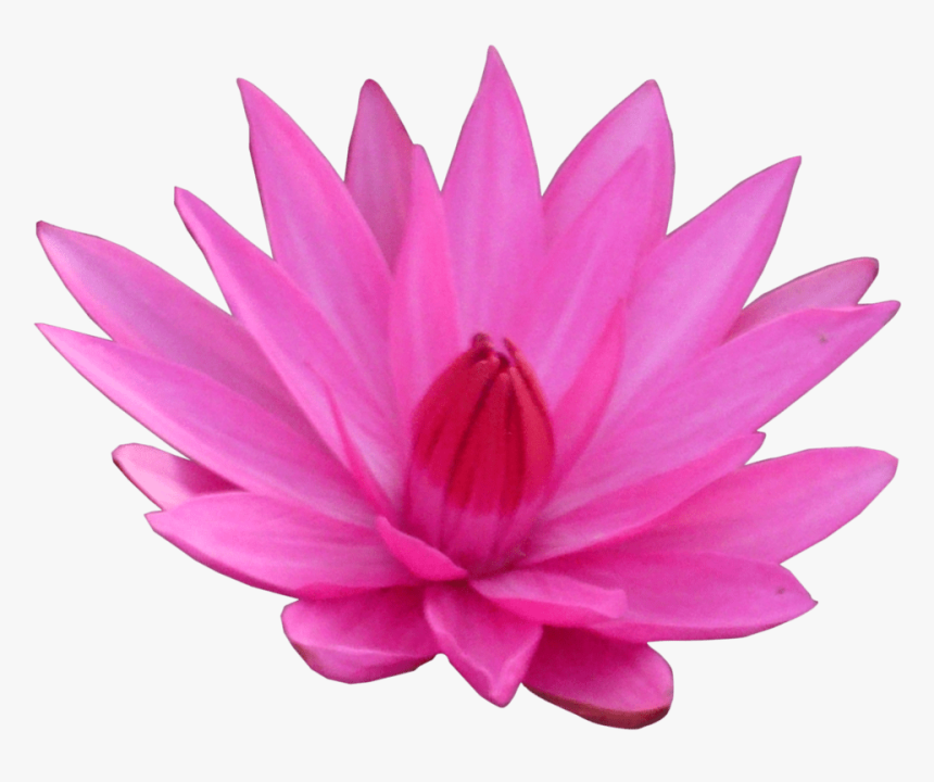 Lotus Flower Png Hd Transparent Lotus Flower Hd Png - Png Lotus Flower, Png Download, Free Download