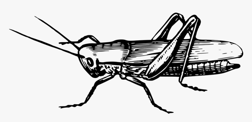 Animal, Cricket, Grasshopper, Insect - Grass Hopper Clip Art Black And White, HD Png Download, Free Download