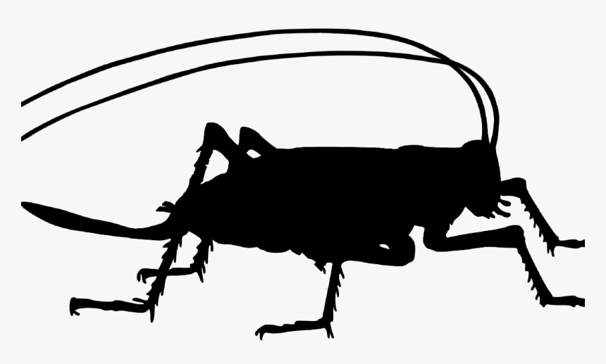 Portable Network Graphics Clip Art Vector Graphics - Cricket Insect Silhouette Png, Transparent Png, Free Download