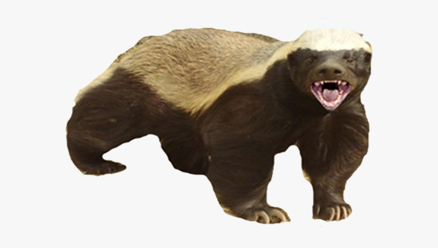 Badger Png Images Free Download - Honey Badger Don T Care, Transparent Png, Free Download