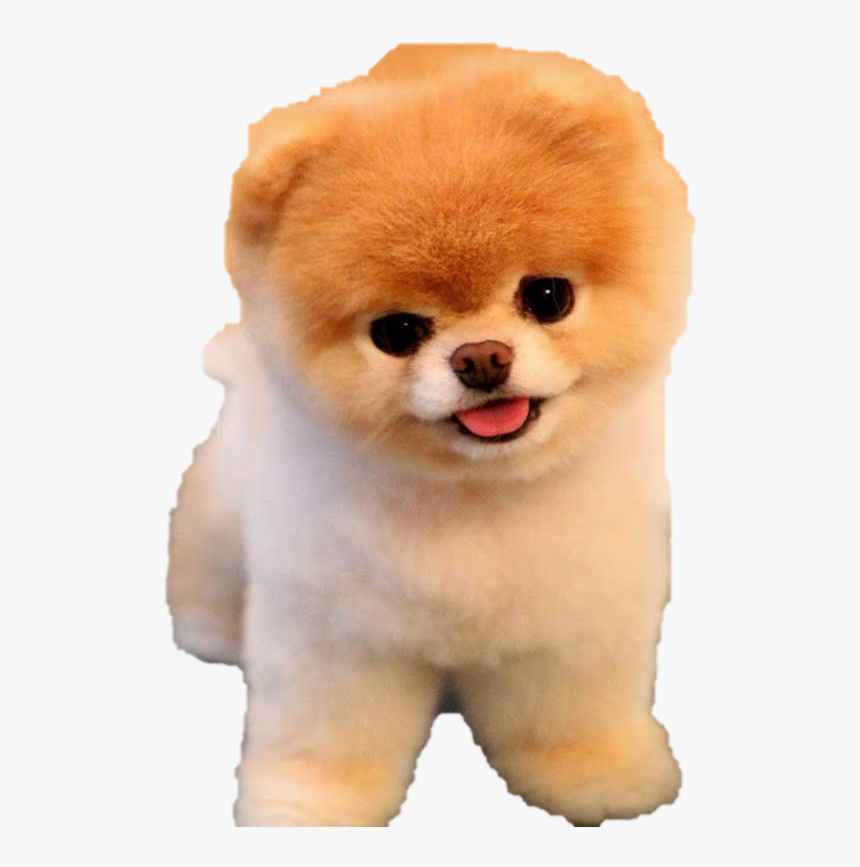 Boo Png Photo - Dog Pngs Niche Meme, Transparent Png, Free Download