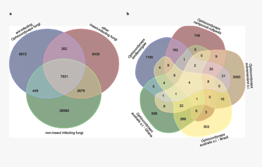 Venn Diagram For Many Clusters, HD Png Download, Free Download