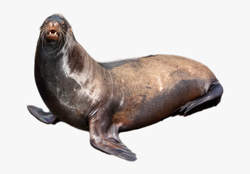 Download Harbor Seal Png Transparent Images Transparent - Sea Lion Transparent Background, Png Download, Free Download