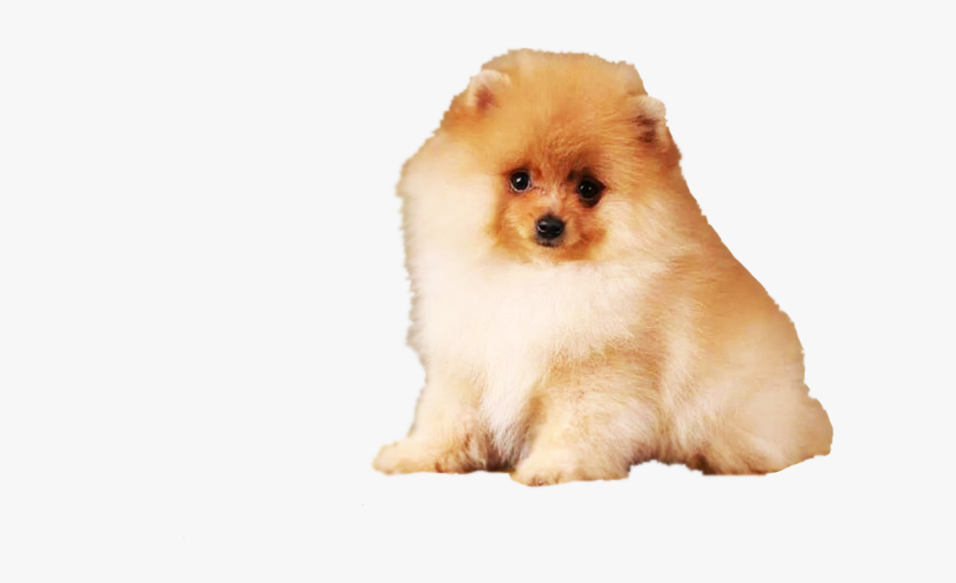 Pomeranian Png, Transparent Png, Free Download