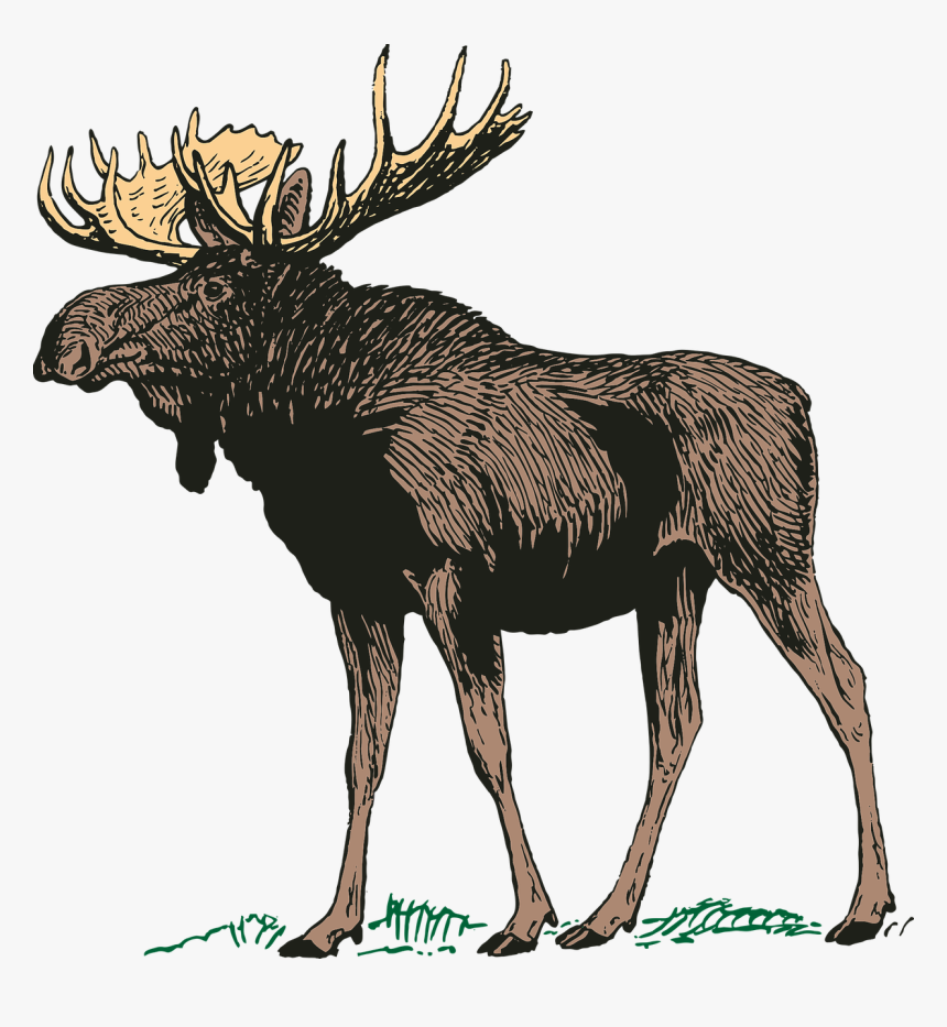 Moose, Canada, Main, Nature, Animal, Vector - Transparent Background Moose Silhouette Png, Png Download, Free Download