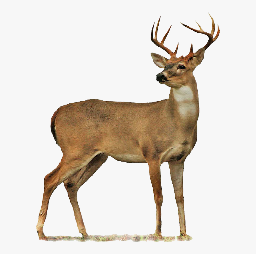 66206 - Deer Png, Transparent Png, Free Download