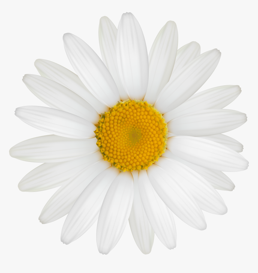 Daisy Png Clipart Image - Great Gatsby Daisy Flower, Transparent Png, Free Download