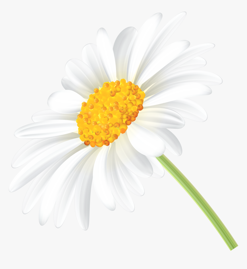 Daisy Clipart Transparent Yellow Transparent Daisies- - Daisy Clipart, HD Png Download, Free Download