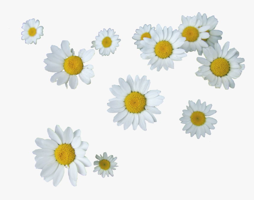 505 Images About Png - Daisies Transparent, Png Download, Free Download