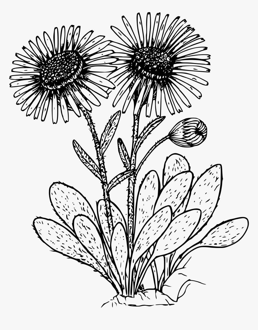 Kern Daisy Clip Arts - Daisy Plant Black And White, HD Png Download, Free Download